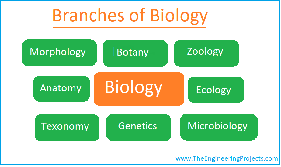 The Branch Of Biology That Explains Both The Diversity